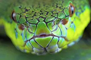 Palawan: Palawan pit viper (Parias schultzei), juvenil, portrait