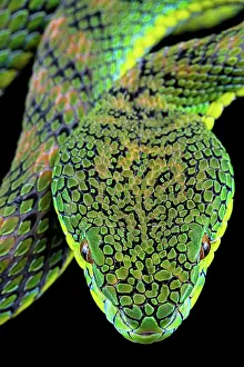 Palawan: Palawan pit viper (Parias schultzei), juvenil, head