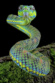 Palawan: Palawan pit viper (Parias schultzei) on branch