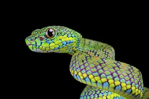 Palawan: Palawan pit viper (Parias schultzei), juvenile