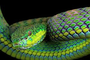 Palawan: Palawan Pit Viper (Trimeresurus schlutzei) female
