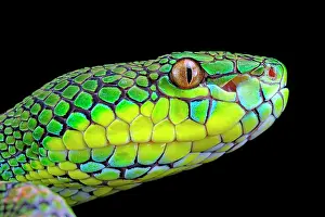 Palawan: Palawan Pit Viper (Trimeresurus schlutzei) female