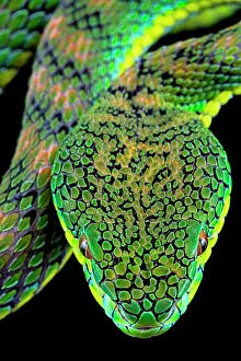 Palawan: Palawan Pit Viper (Trimeresurus schlutzei) female