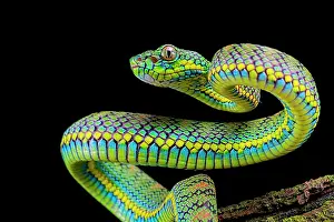 Palawan: Palawan Pit Viper (Trimeresurus schlutzei) juv&, x9ba9;le