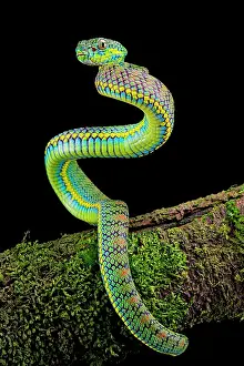 Viperidae: Palawan Pit Viper (Trimeresurus schlutzei) juv&, x9ba9;le