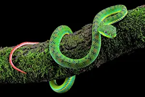 Viperidae: Palawan Pit Viper (Trimeresurus schlutzei) juv&, x9ba9;le