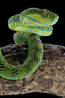 Palawan: Palawan Pit Viper (Trimeresurus schultzei), endemic