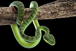 Palawan: Palawan Pit Viper (Trimeresurus schultzei), endemic