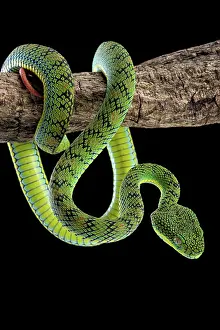Palawan: Palawan Pit Viper (Trimeresurus schultzei), endemic