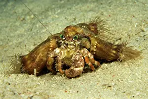 Deformis: Pale Anemone Hermit Crab