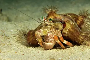Deformis: Pale Anemone Hermit Crab