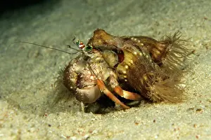 Hermit: Pale Anemone Hermit Crab