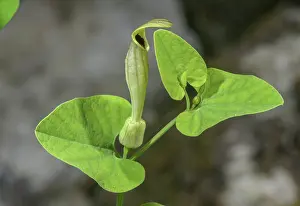 Pallida: Pale birthwort, Aristolochia pallida, in flower, Slovenia