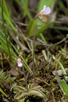 Butterwort: Pale butterwort, or western butterwort