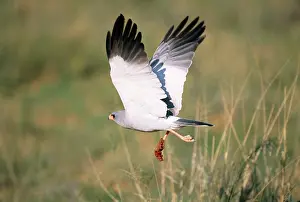 Chanting: Pale Chanting GOSHAWK