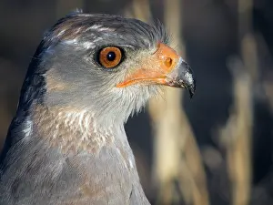 Canorus: Pale Chanting Goshawk
