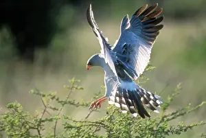 Alighting: Pale Chanting GOSHAWK - alighting on tree