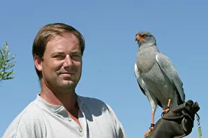 Falconry: Pale chanting Goshawk - falconry. Man holding goshawk