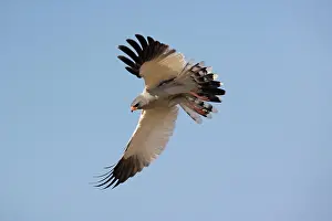 Chanting: Pale Chanting Goshawk - in flight