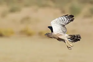 Canorus: Pale-chanting Goshawk. Juvenile. Flying. Kalahari
