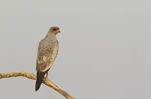 Canorus: Pale-chanting Goshawk - Kalahari Desert, Kgalagadi