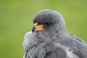 Accipitridae: Pale chanting goshawk (Melierax canorus) adult bird of prey head portrait