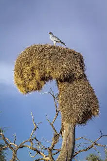Transborder: Pale Chanting-Goshawk (Melierax canorus) standing