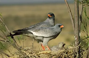 Chanting: Pale Chanting Goshawk - pair at nest with young