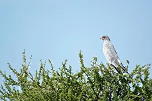 Canorus: Pale Chanting Goshawk - Perched on tree