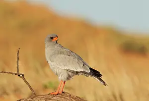 Canorus: Pale-chanting Goshawk. Perching. Kalahari Desert