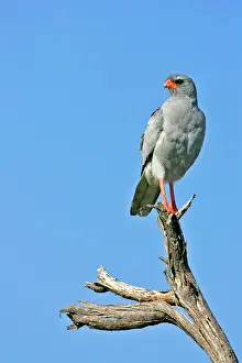 Chanting: Pale Chanting Goshawk - sitting on dead tree
