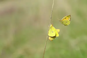 Colias: Pale Clouded Yellow