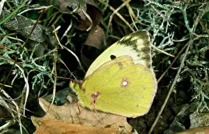Colias: Pale Clouded Yellow Butterfly