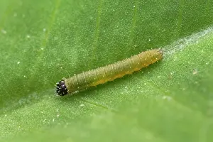 Colias: Pale Clouded Yellow, caterpillar (Colias hyale)