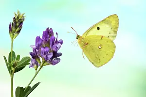 Clover: Pale Clouded Yellow (Colias hyale), in flight, on