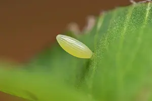Colias: Pale Clouded Yellow, egg of butterfly (Colias hy