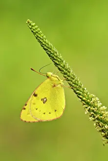 Colias: Pale clouded yellow - Underside, resting on flower spike