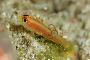 Cases: Pale Dwarfgoby with parasite with egg cases California