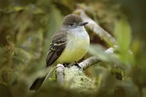Free: Pale-edged flycatcher, Myiarchus cephalotes