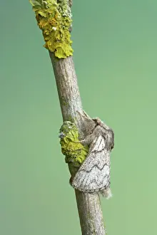 Crataegi: Pale Eggar