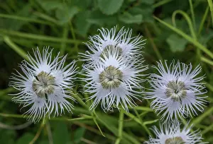Bob Gibbons: Pale form of Fringed pink, Dianthus hyssopifoliu