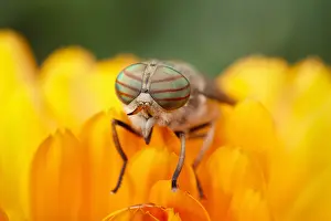 130619: Pale Giant Horse-fly - Female - Norfolk UK