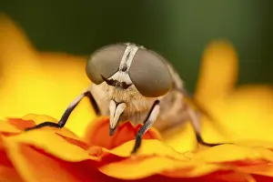 130619: Pale Giant Horse-fly - Male - Norfolk UK