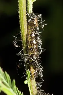 Larvae: Pale Hairstreak Butterfly