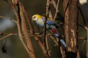 Rosella: Pale-headed-Rosella