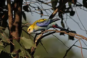 Rosella: Pale-headed-Rosella