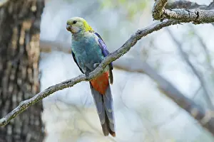 Biloela: Pale-headed Rosella