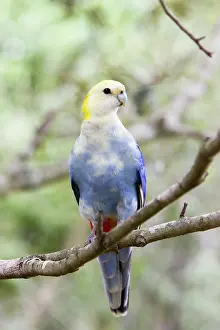 Platycercus: Pale-headed Rosella