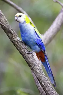 Platycercus: Pale-headed Rosella