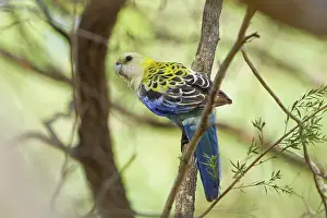 Queensland: Pale-headed Rosella